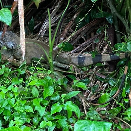Natural Experience House トルトゥゲーロ エクステリア 写真